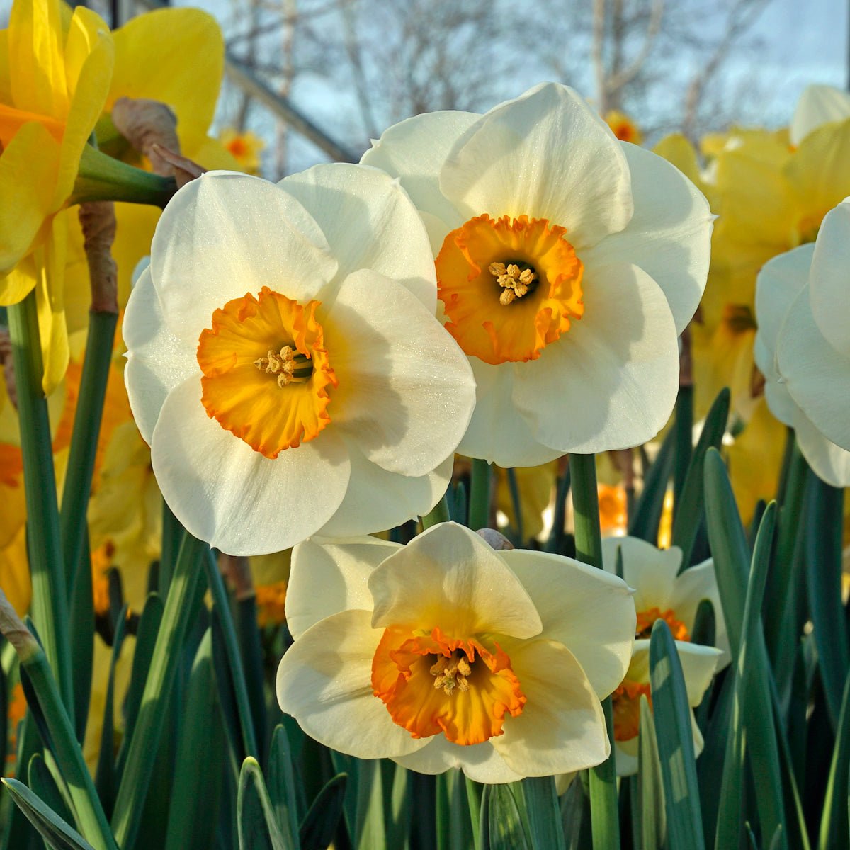 Pracht - Narcissus - Fluwel