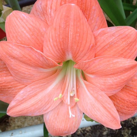Salmon Peacock - Special Amaryllis - Fluwel