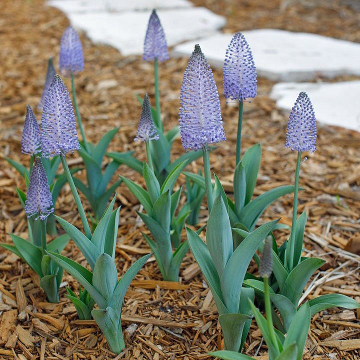 Scilla madeirensis - Spring specialty bulbs - Fluwel