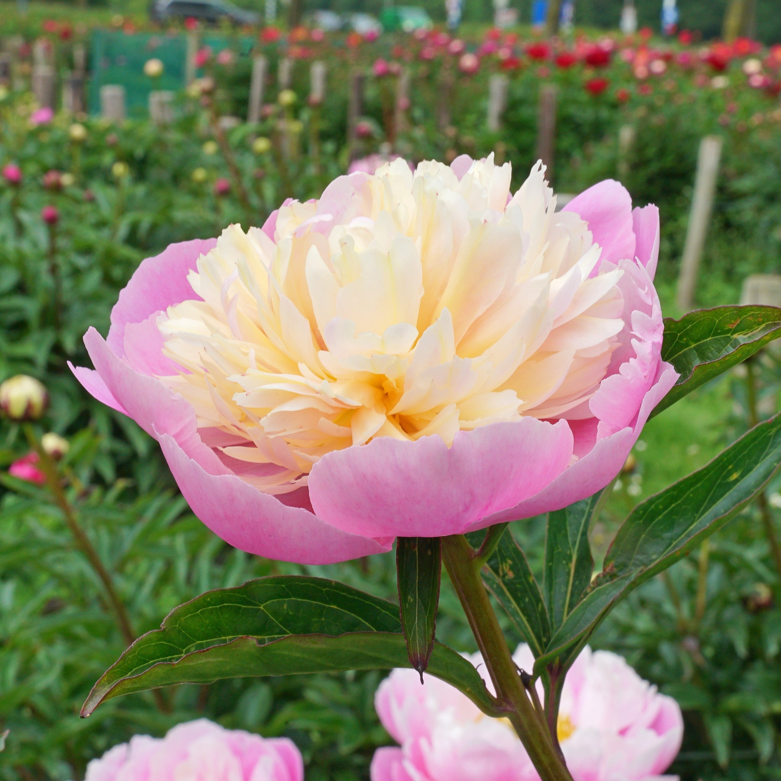 Peony Sorbet