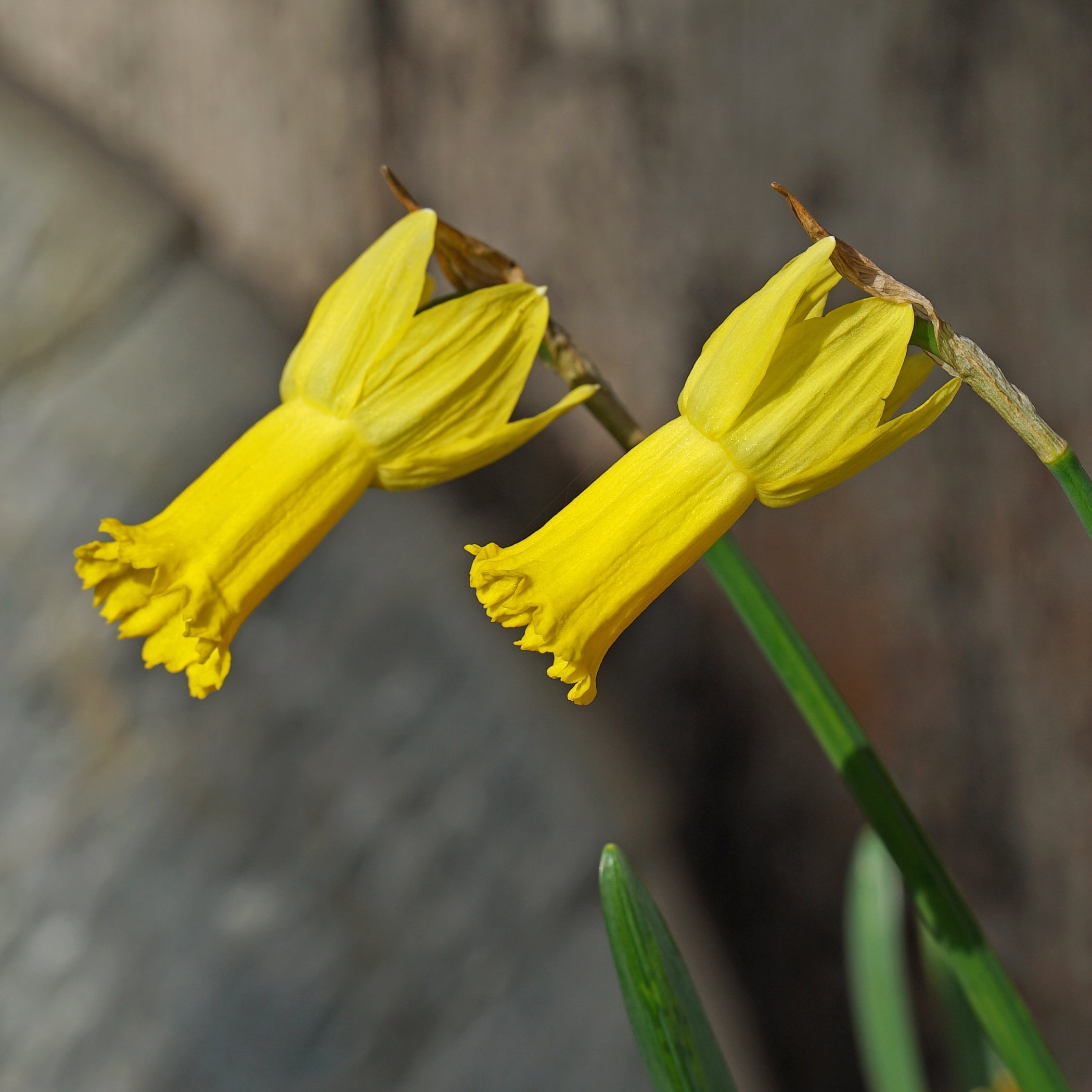 Spring Petals - Special Narcissus - Fluwel