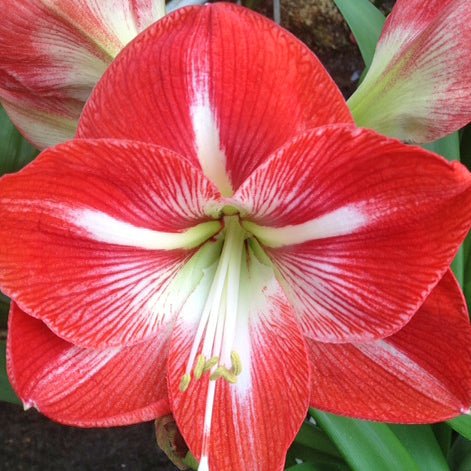 Starlight - Special Amaryllis - Fluwel