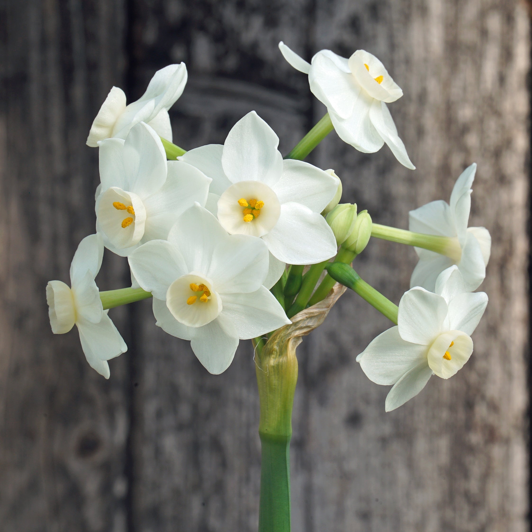 Starry Night - Special Narcissus - Fluwel