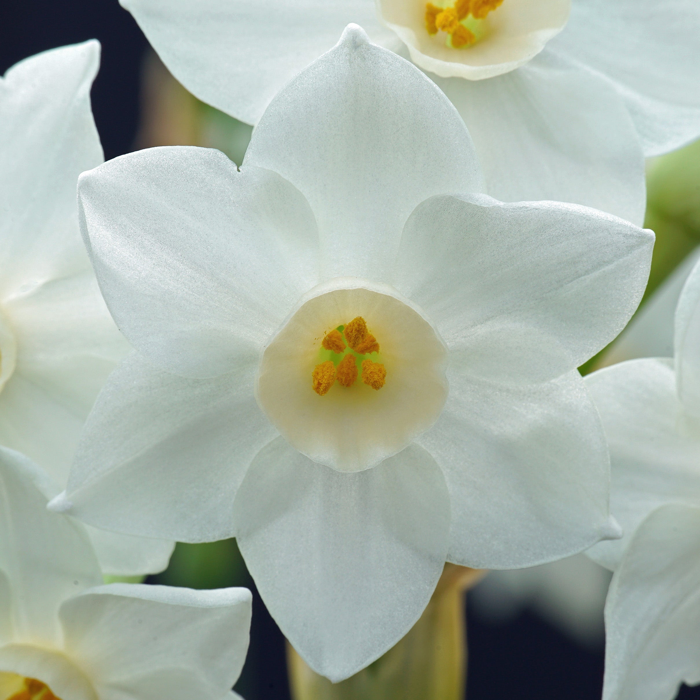 Starry Night - Special Narcissus - Fluwel