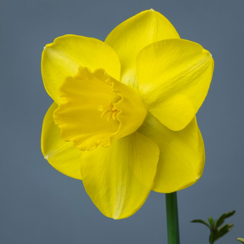 Summer Breeze - Special Narcissus - Fluwel