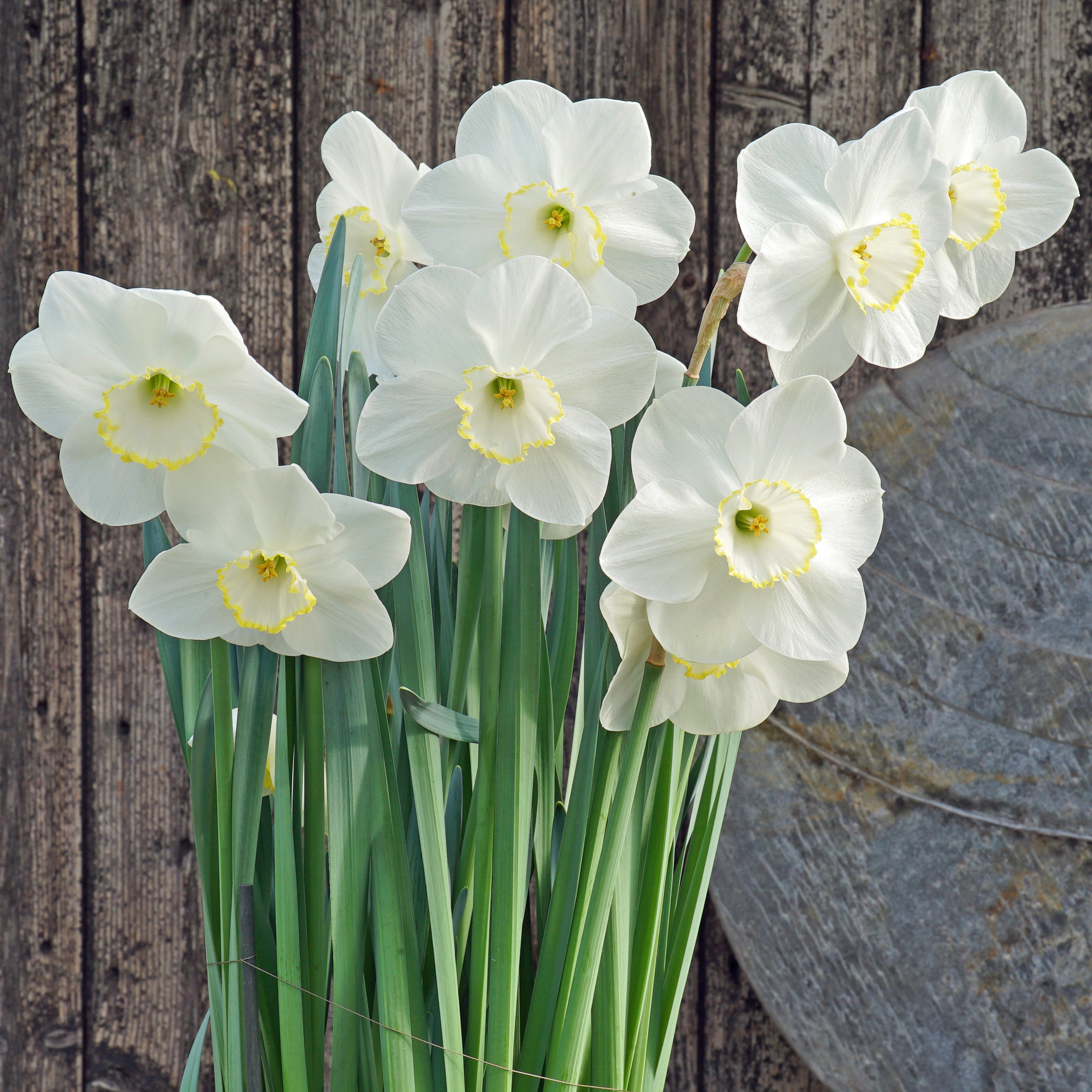 Sunny Ring - Special Narcissus - Fluwel