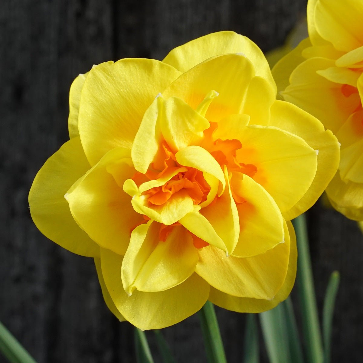 Tamar Fire - Narcissus - Fluwel