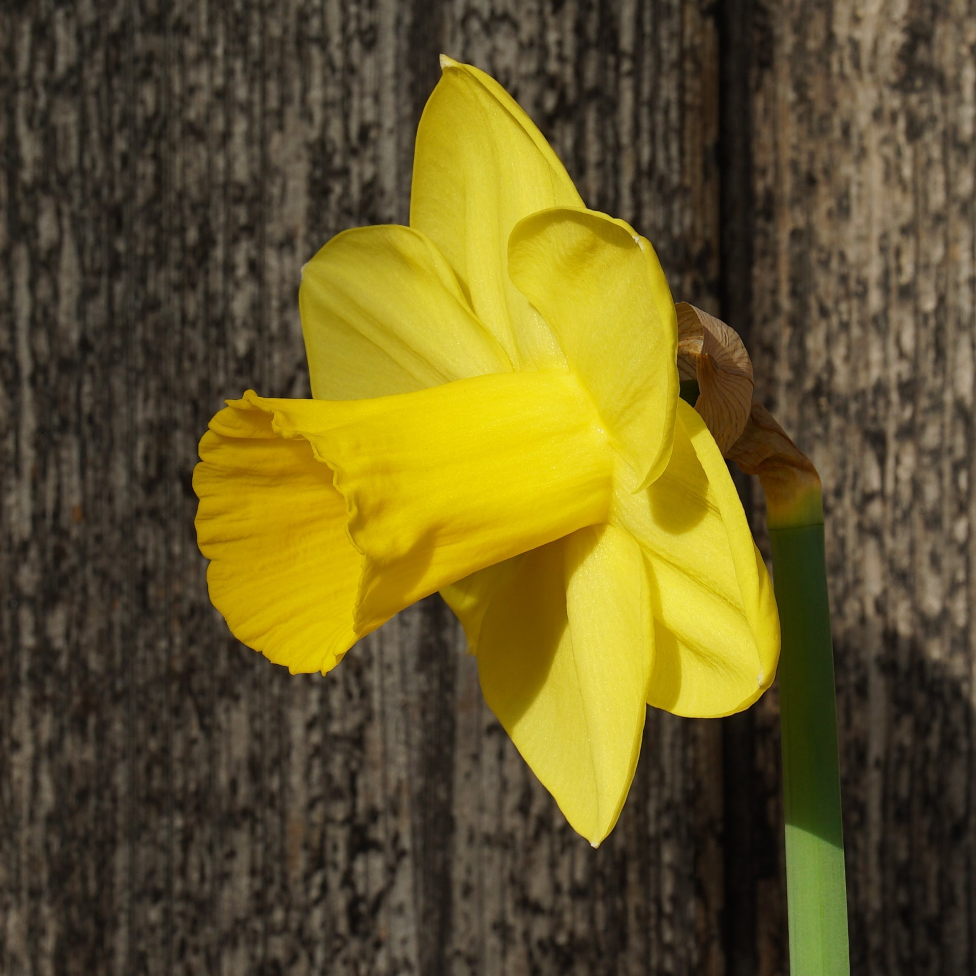 Westenwind - Special Narcissus - Fluwel