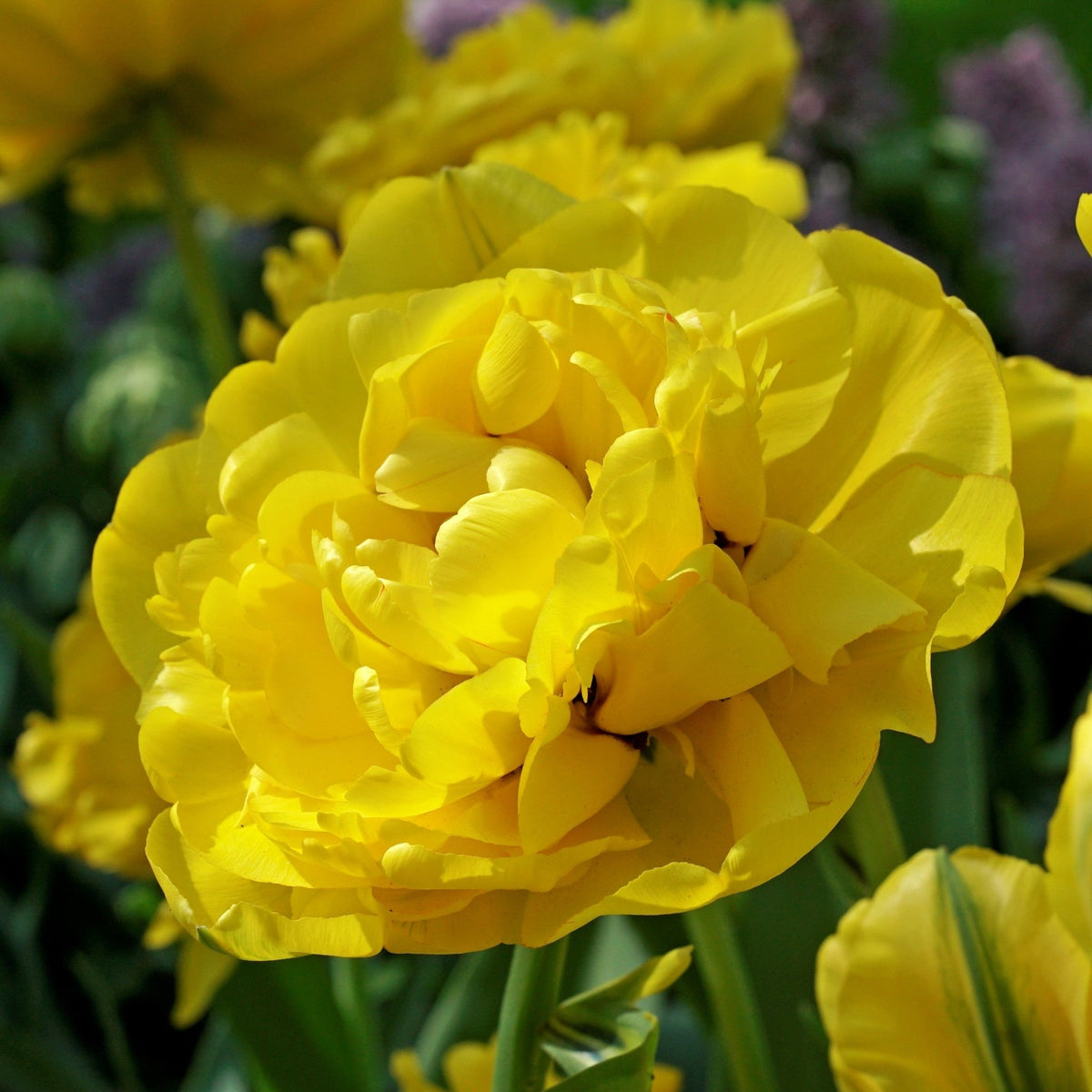 Yellow Pompenette
