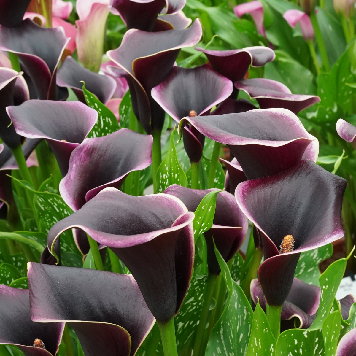 Zantedeschia Dubai Nights - Zantedeschias - Fluwel