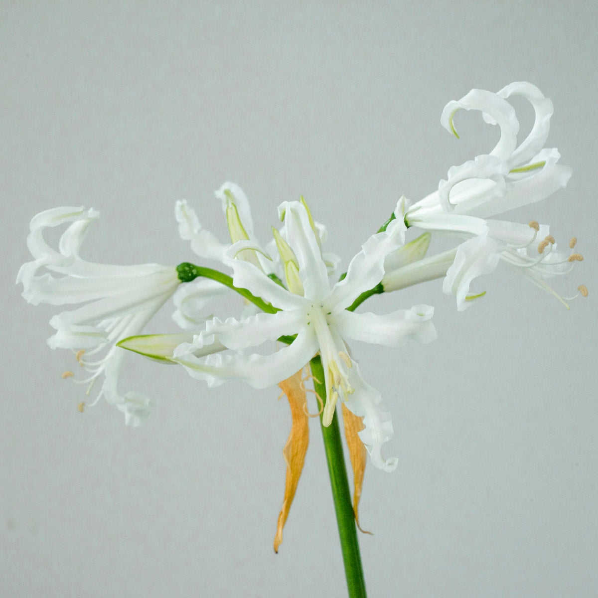 Nerine bowdenii Alba