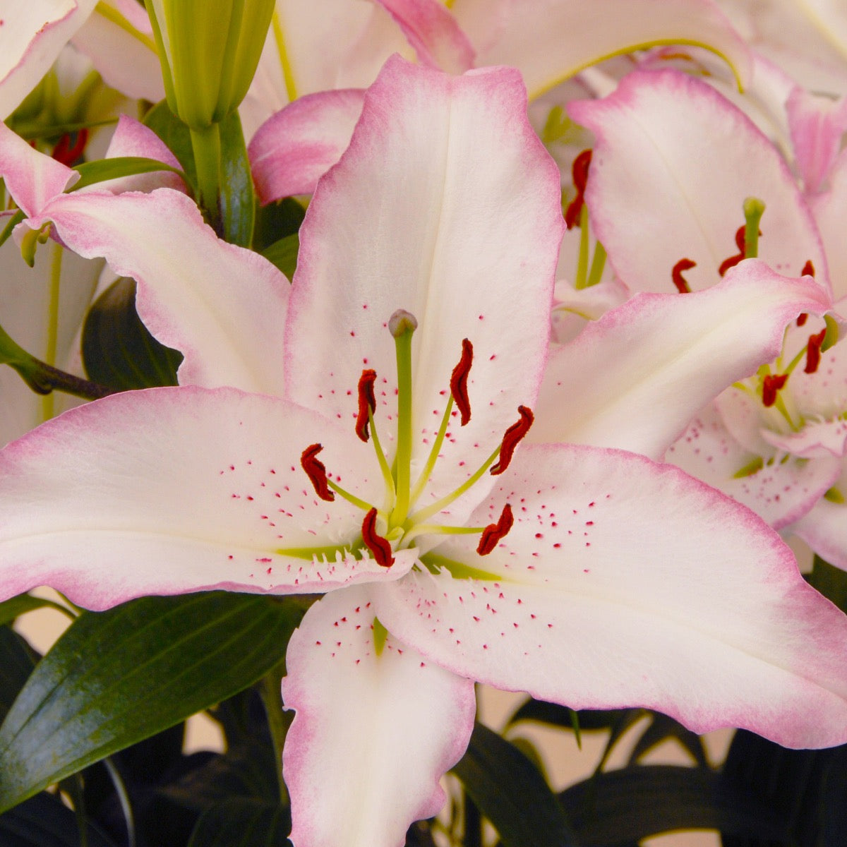 Lilium Brasilia