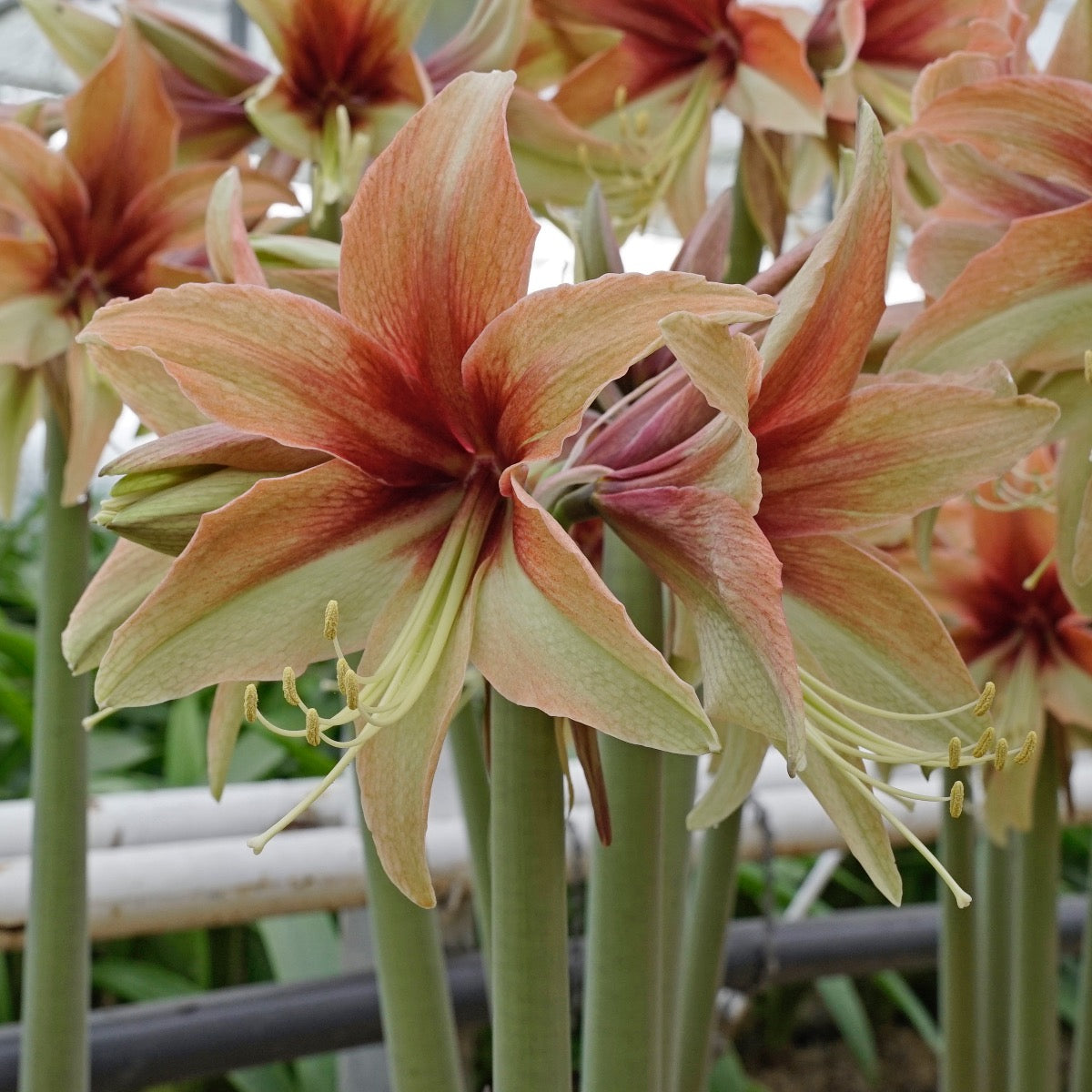 Amaryllis Wild Amazone