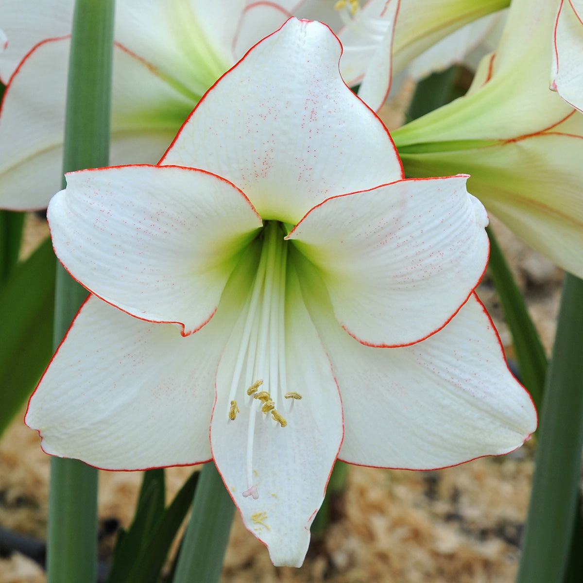 Amaryllis Picotee