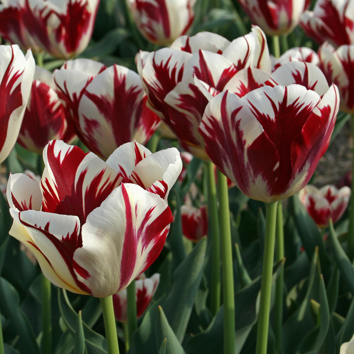 Tulipa Grand Perfection