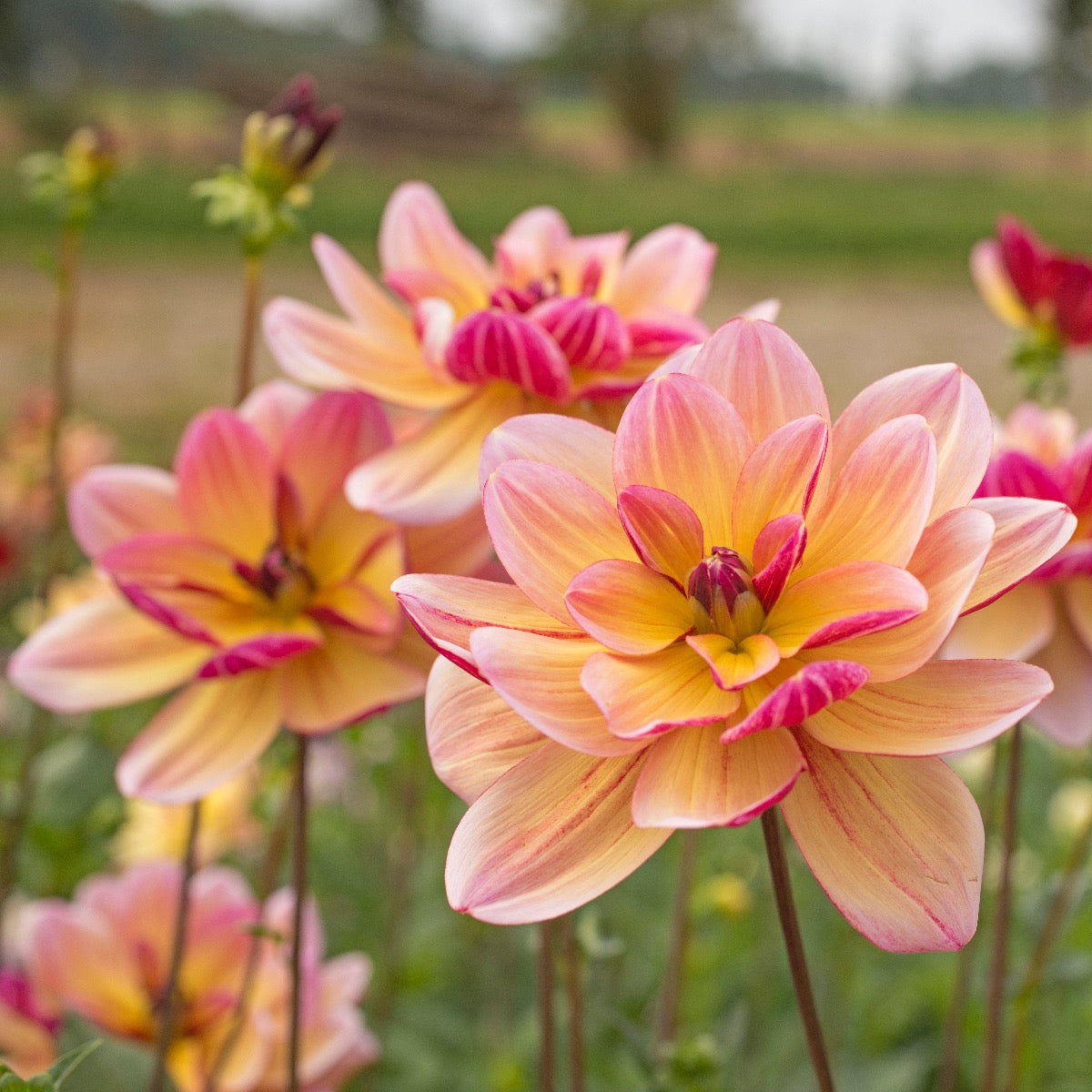 Dahlia Dark Butterfly