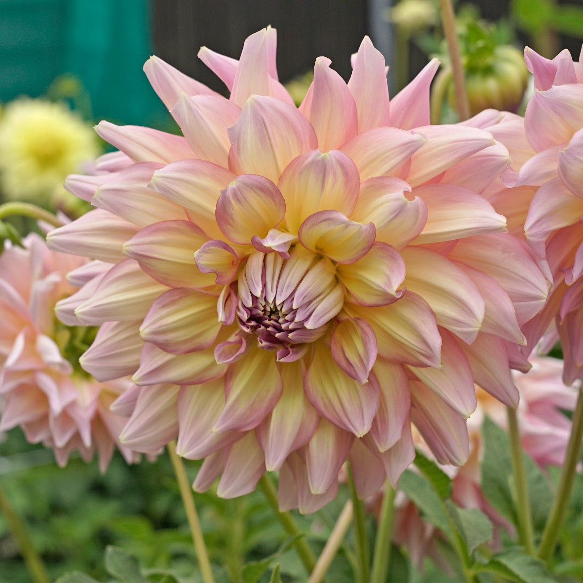 Dahlia Strawberry Ice