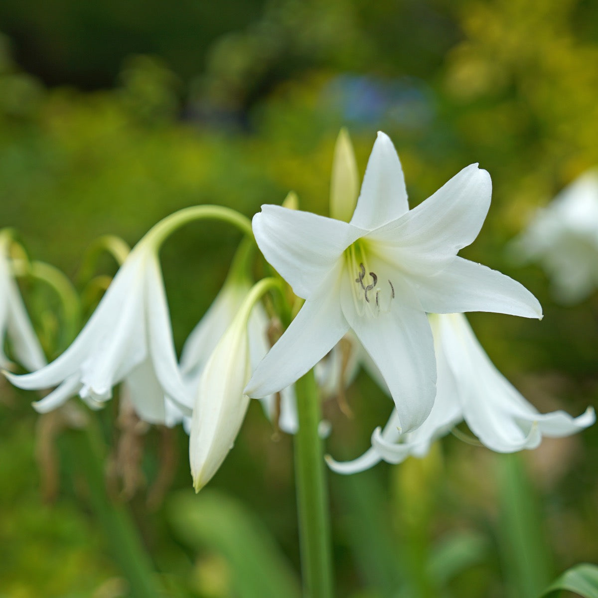 Crinum powellii Album