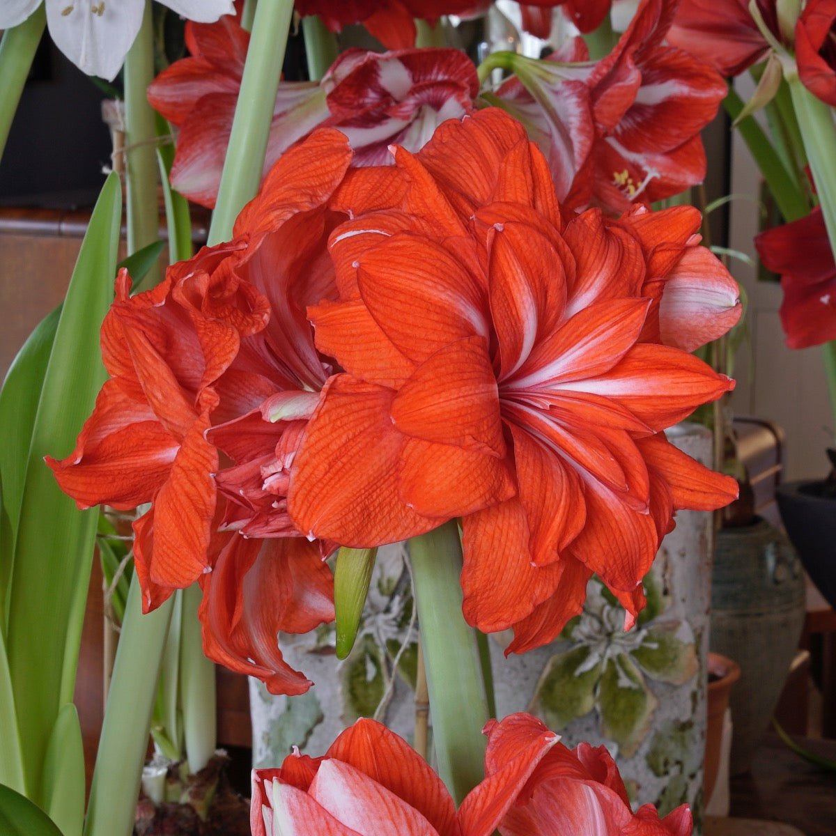 Amaryllis Double Circus - rode amaryllis - Fluwel