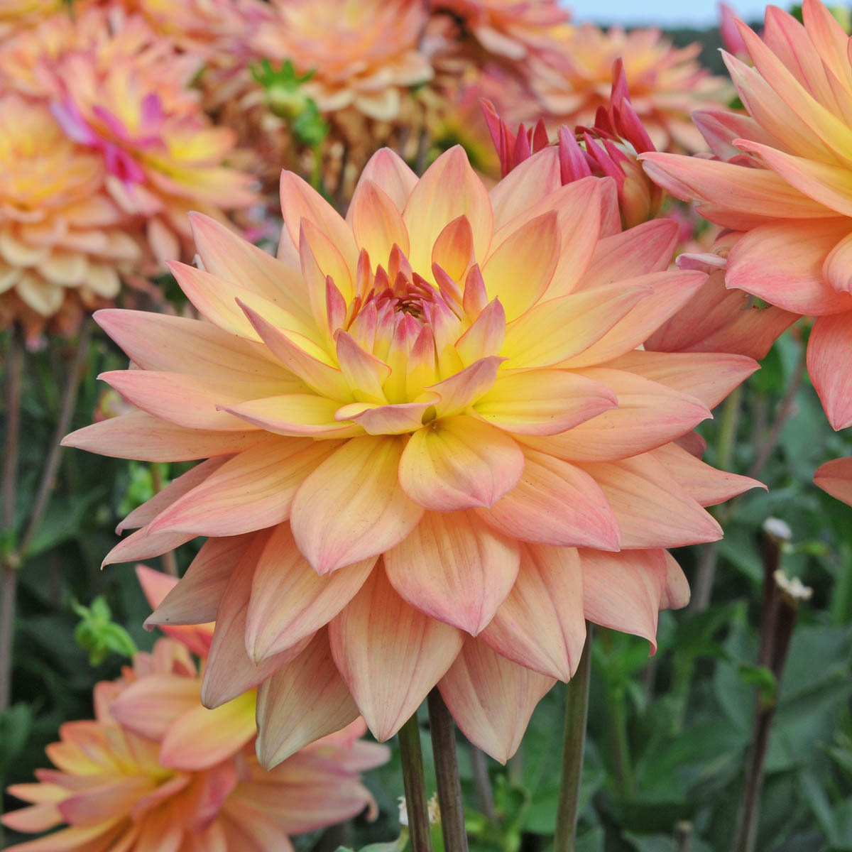 Dahlia Melody Dora