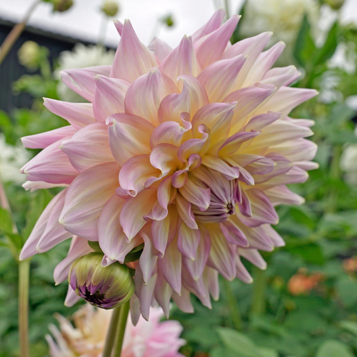 Dahlia Strawberry Ice