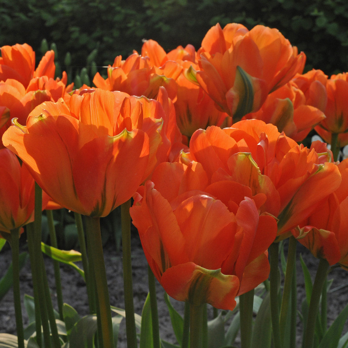 Tulipa Disneyland Paris