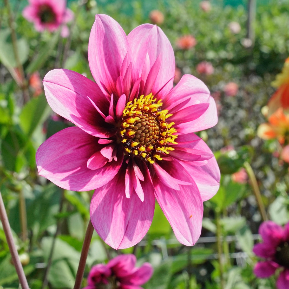 Dahlia Skyfall