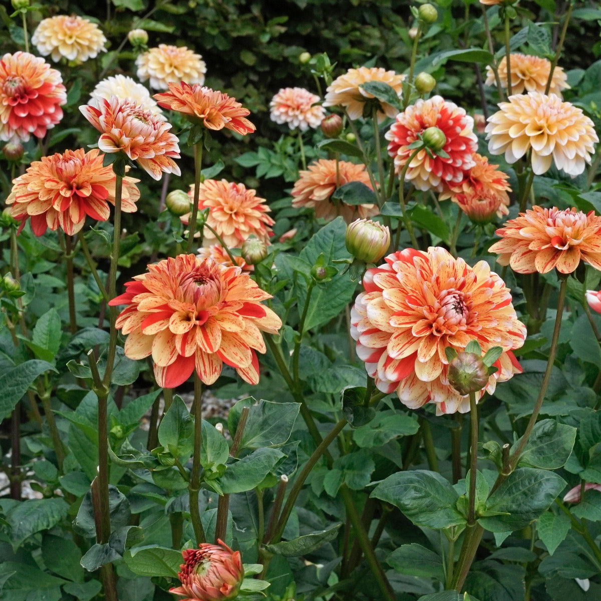 Dahlia Striped Nagano