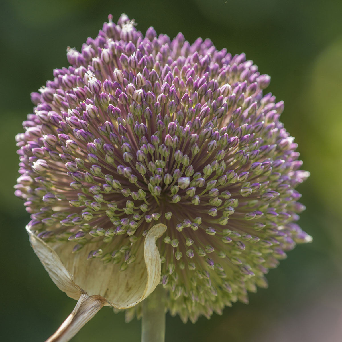 Allium Summer Drummer