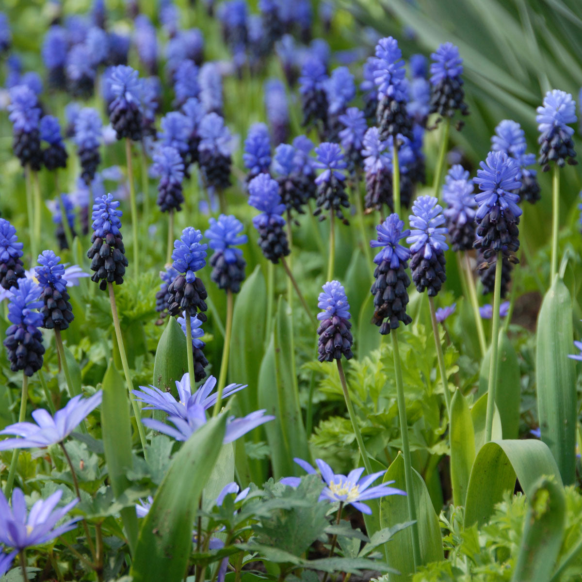 Muscari latifolium