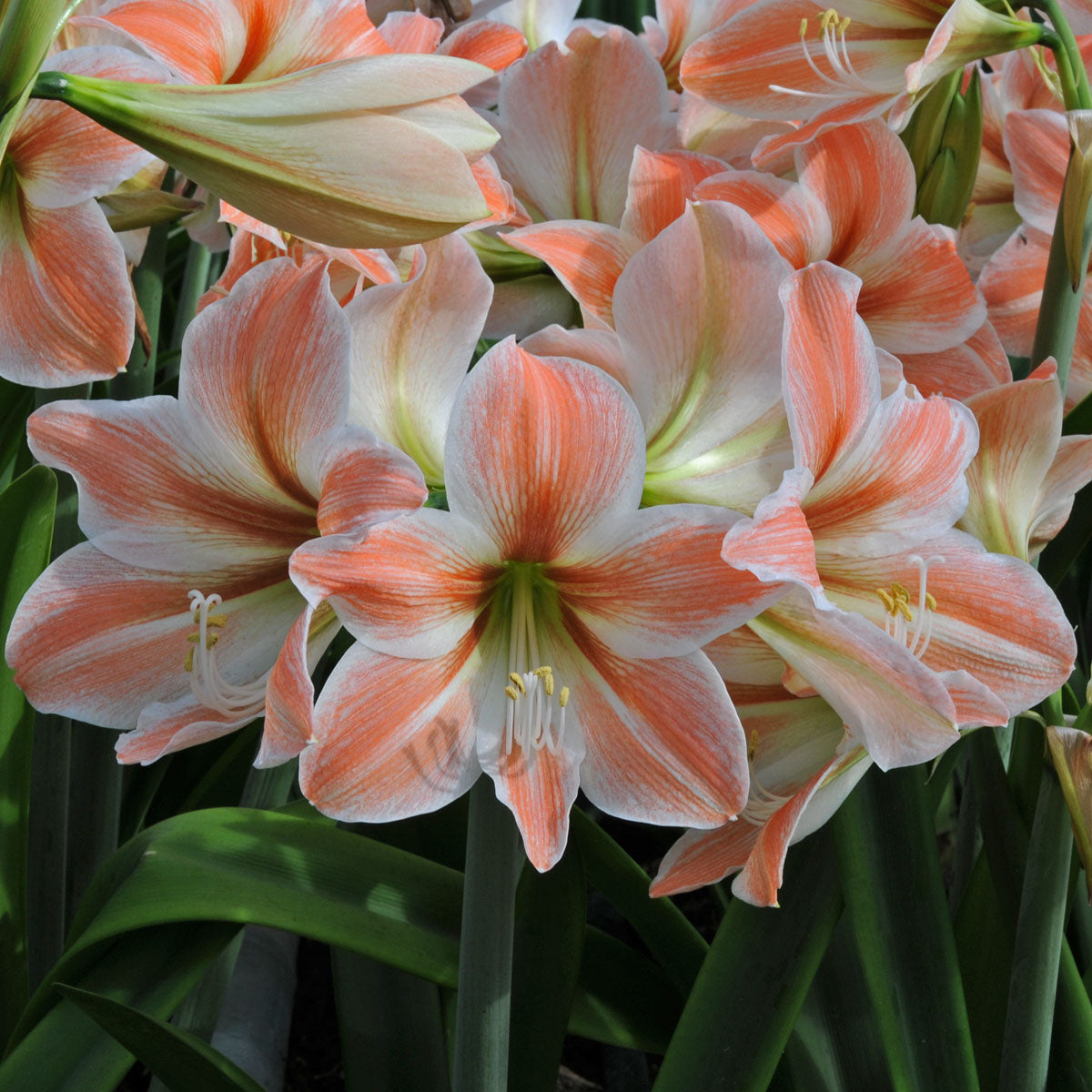 Amaryllis Apricot Parfait