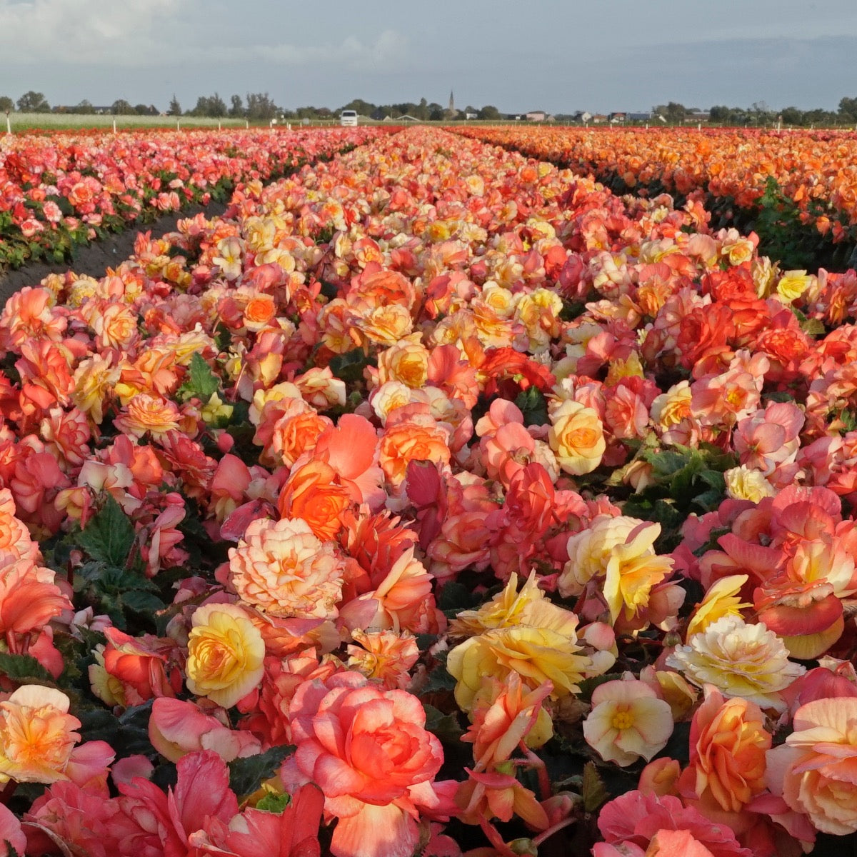 Begonia On Top Sunset Shades