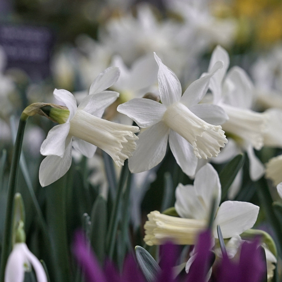 Narcissus Snow Baby