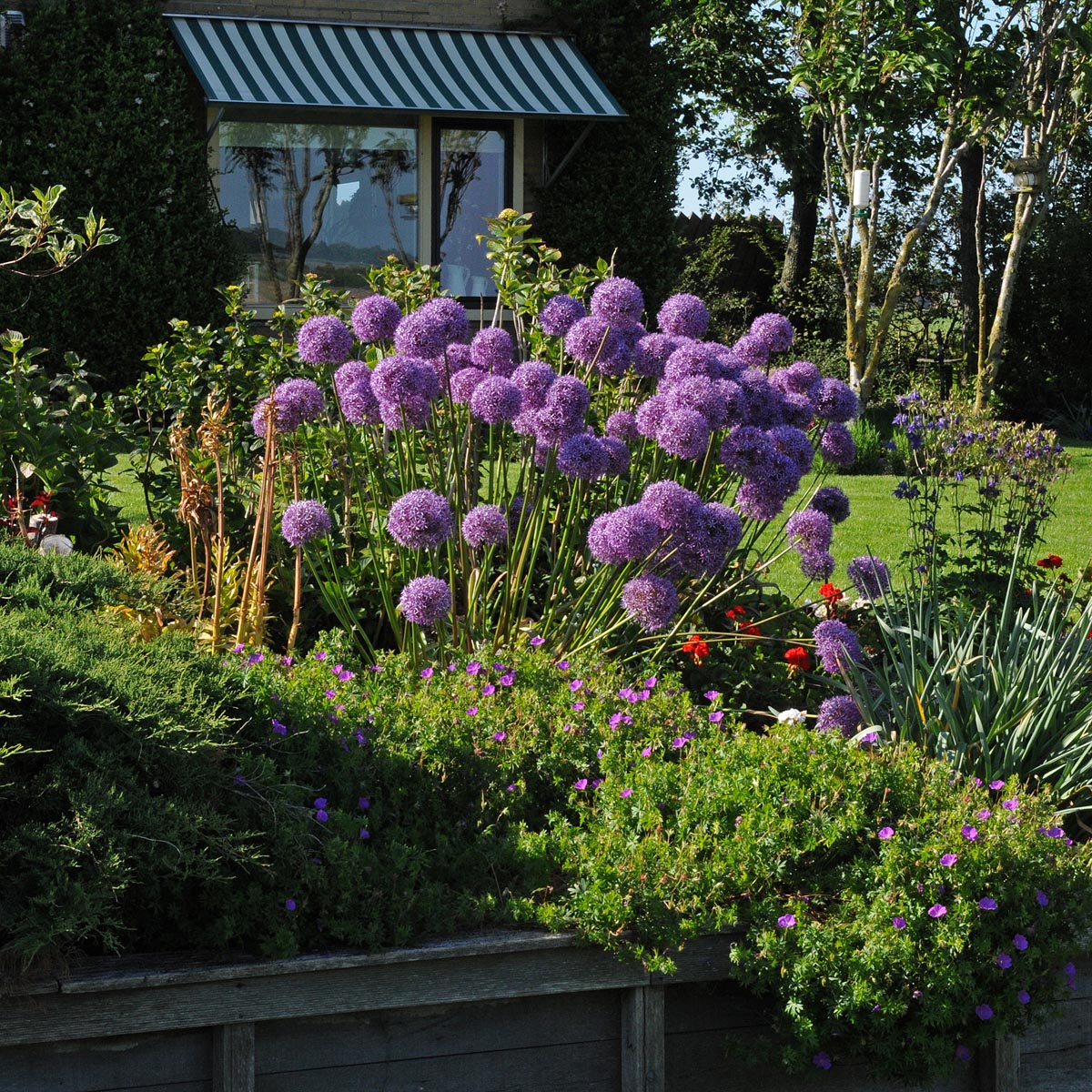 Allium Globemaster | Koop Alliumbollen  online bij Fluwel