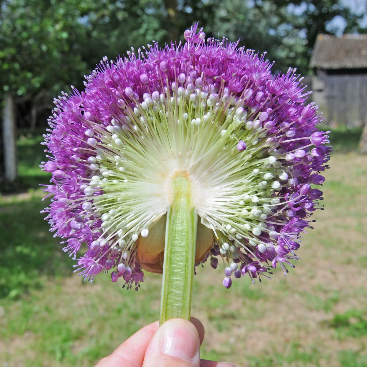 Allium giganteum