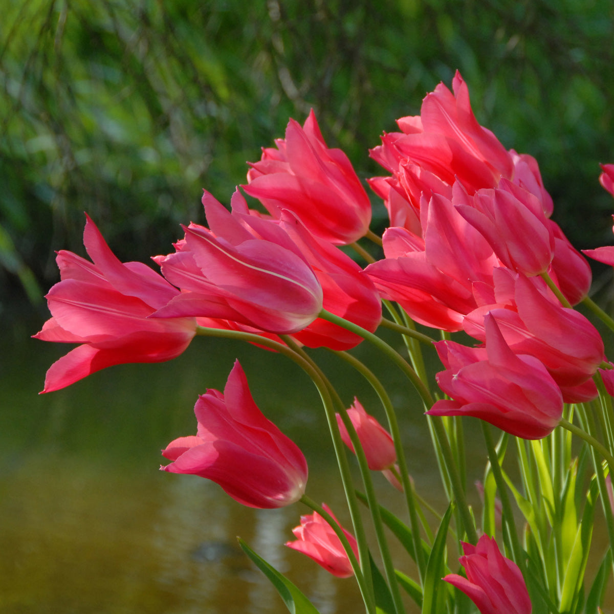 Tulipa Mariette