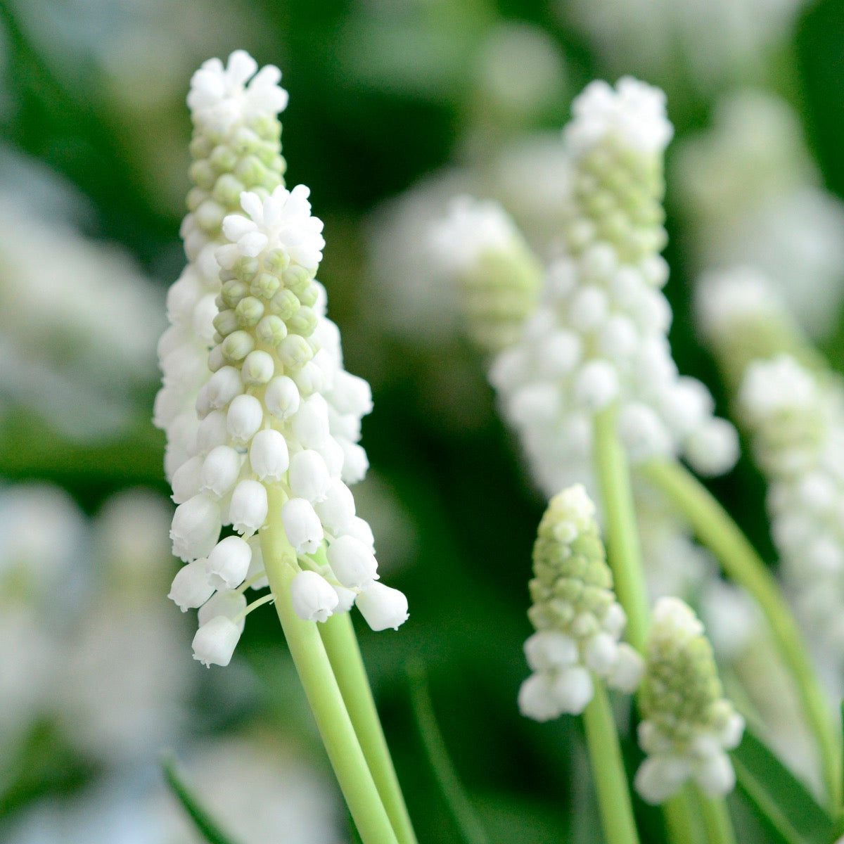 Muscari Siberian Tiger