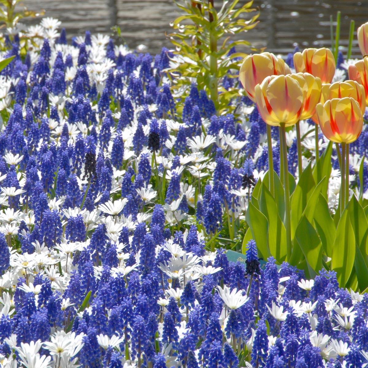 Muscari armeniacum