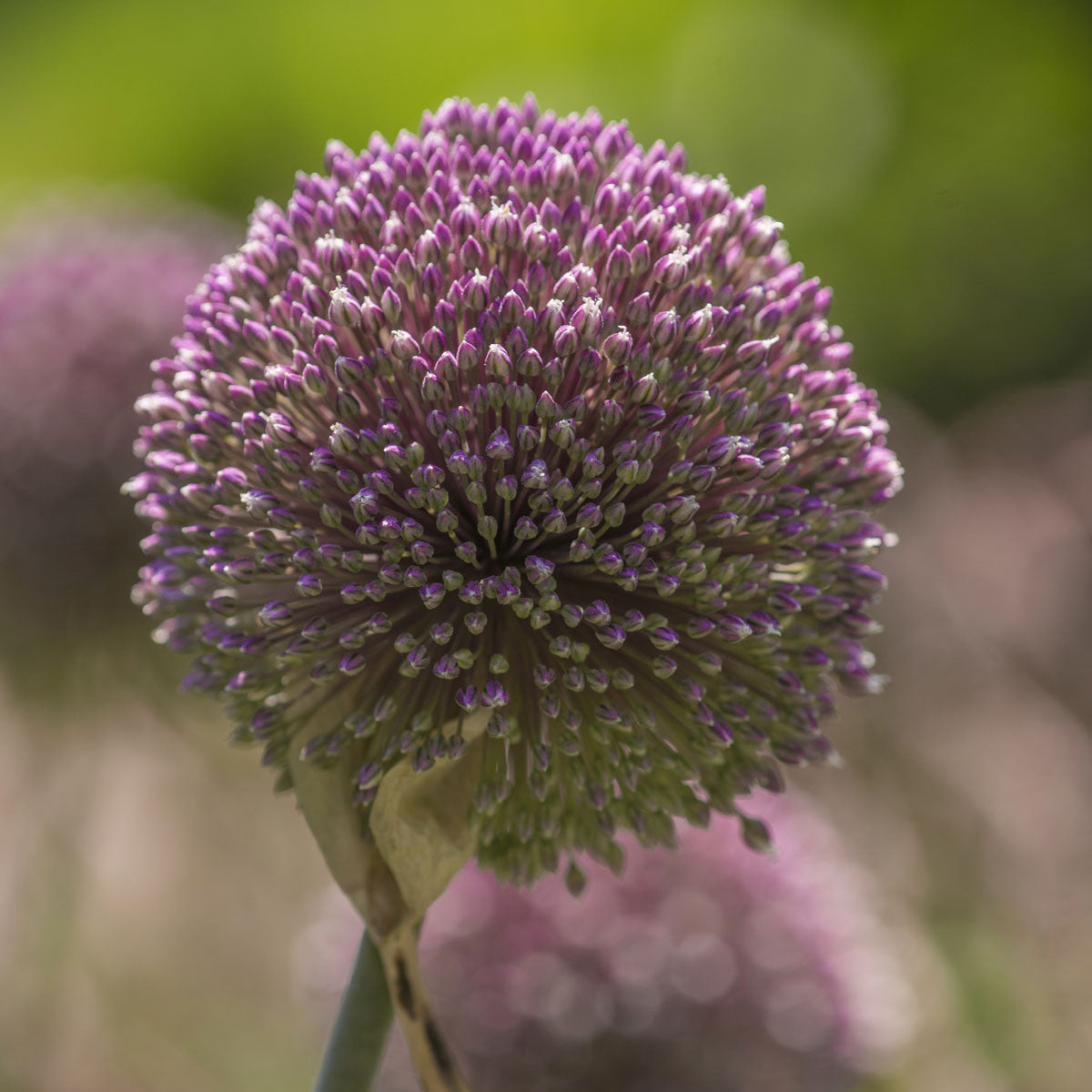 Allium Summer Drummer