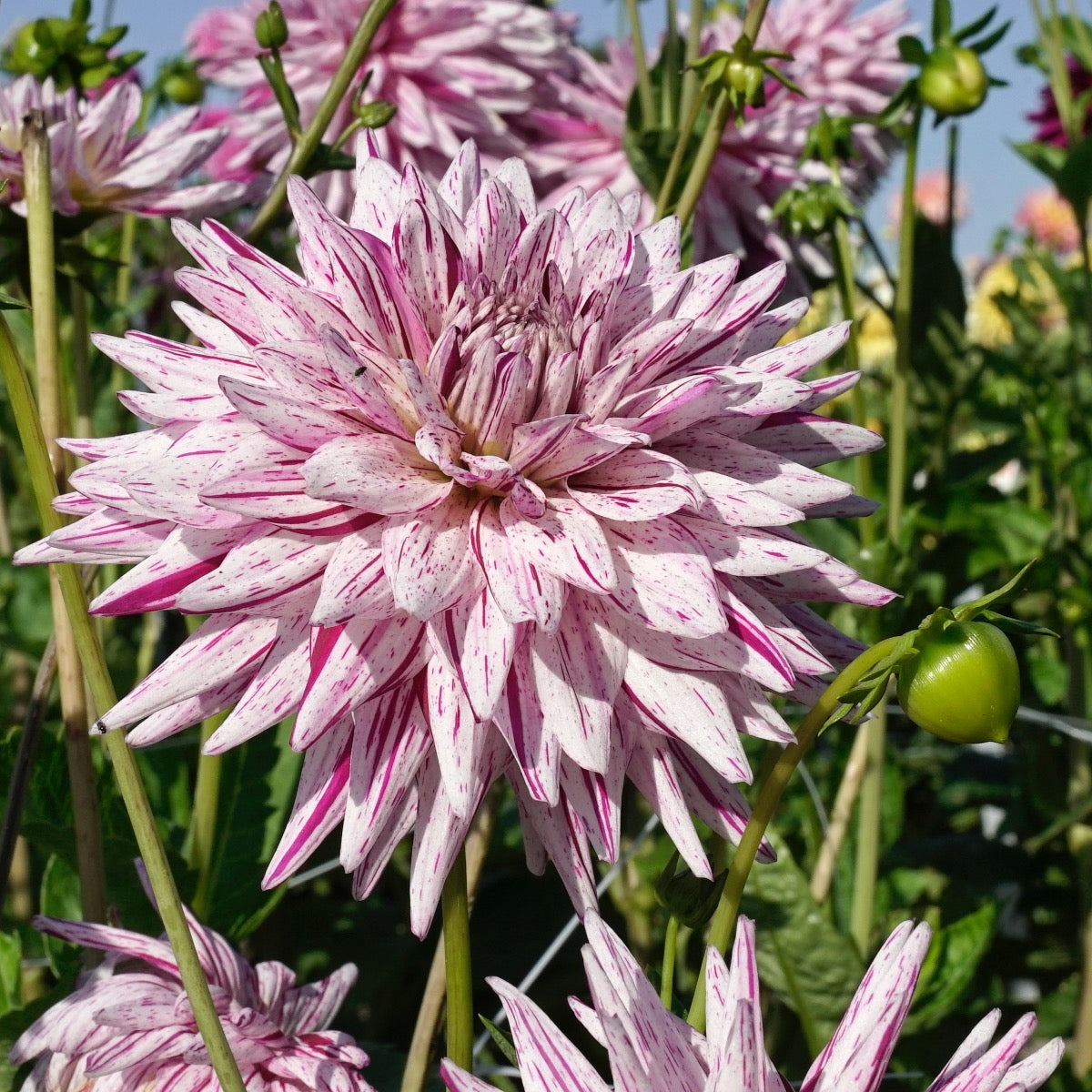 Dahlia Hy Trio