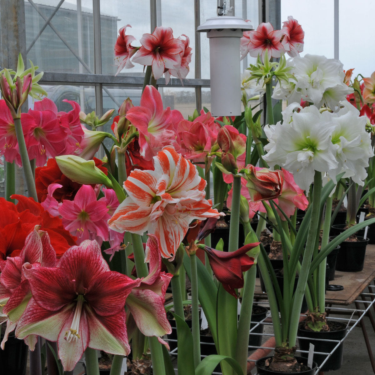 Amaryllis kransje