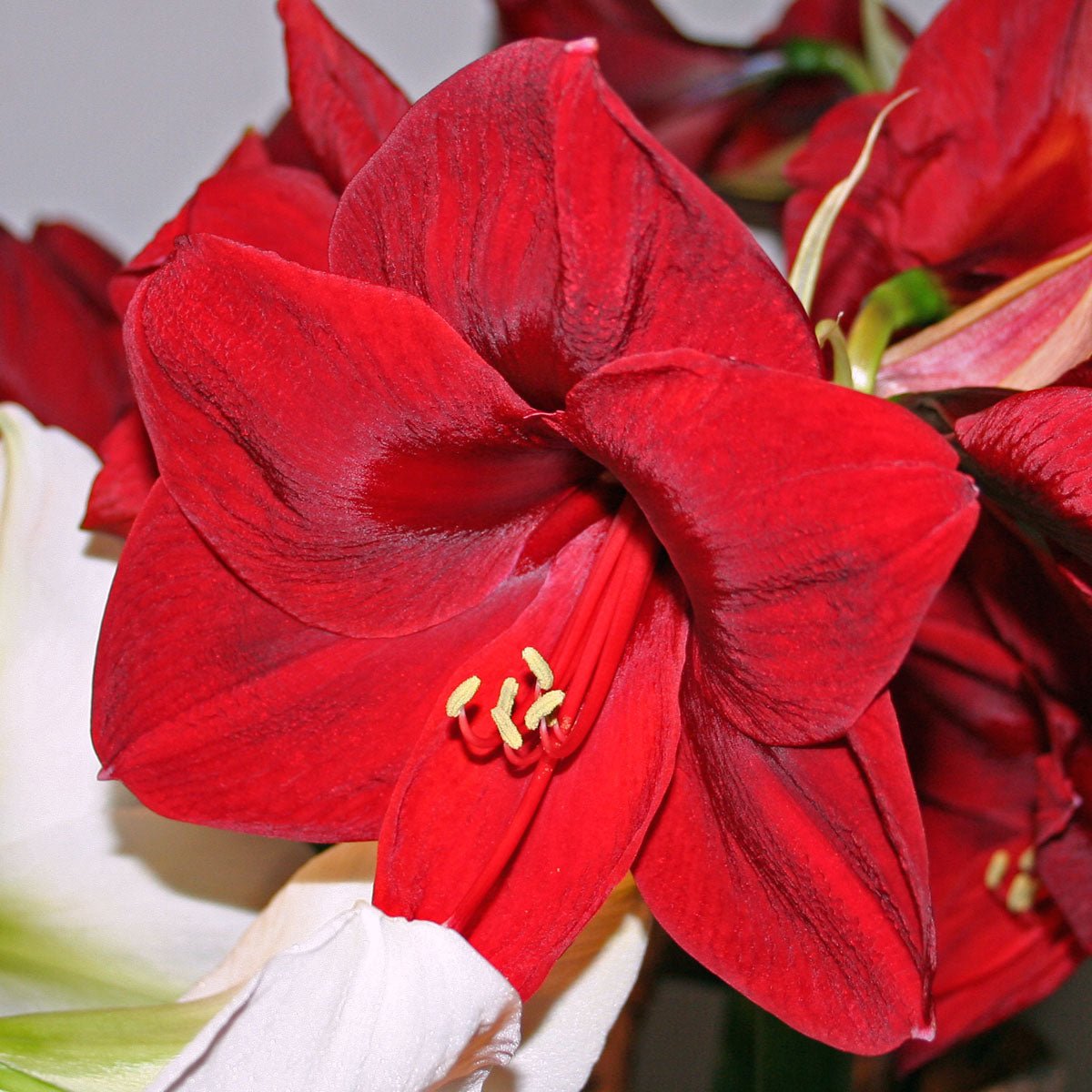 Amaryllis Carmen - rode amaryllis - Fluwel