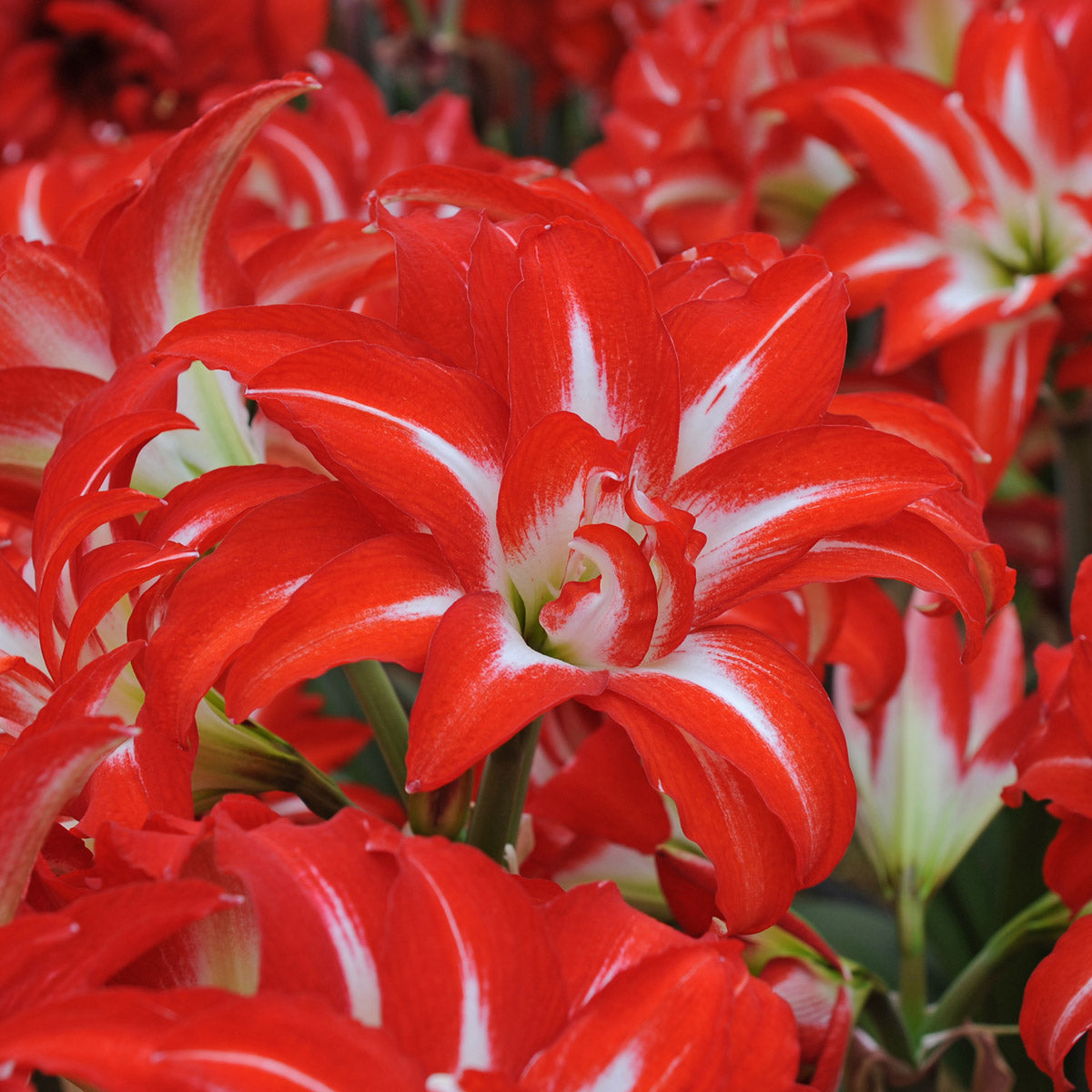 Amaryllis Splash