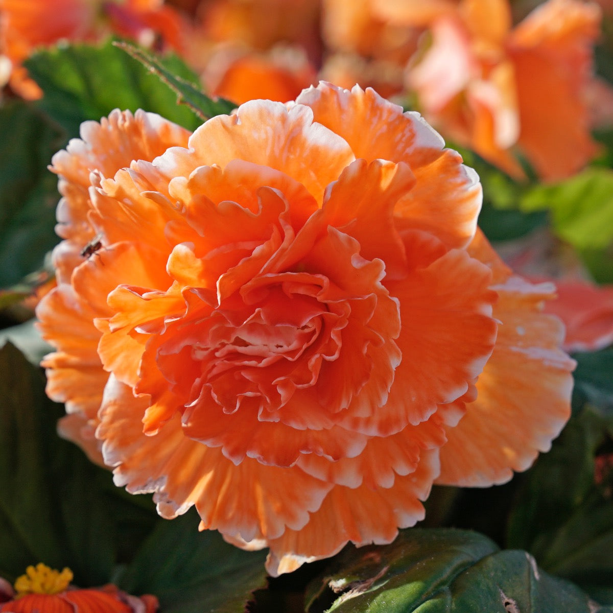 Begonia Lace Picotee Apricot