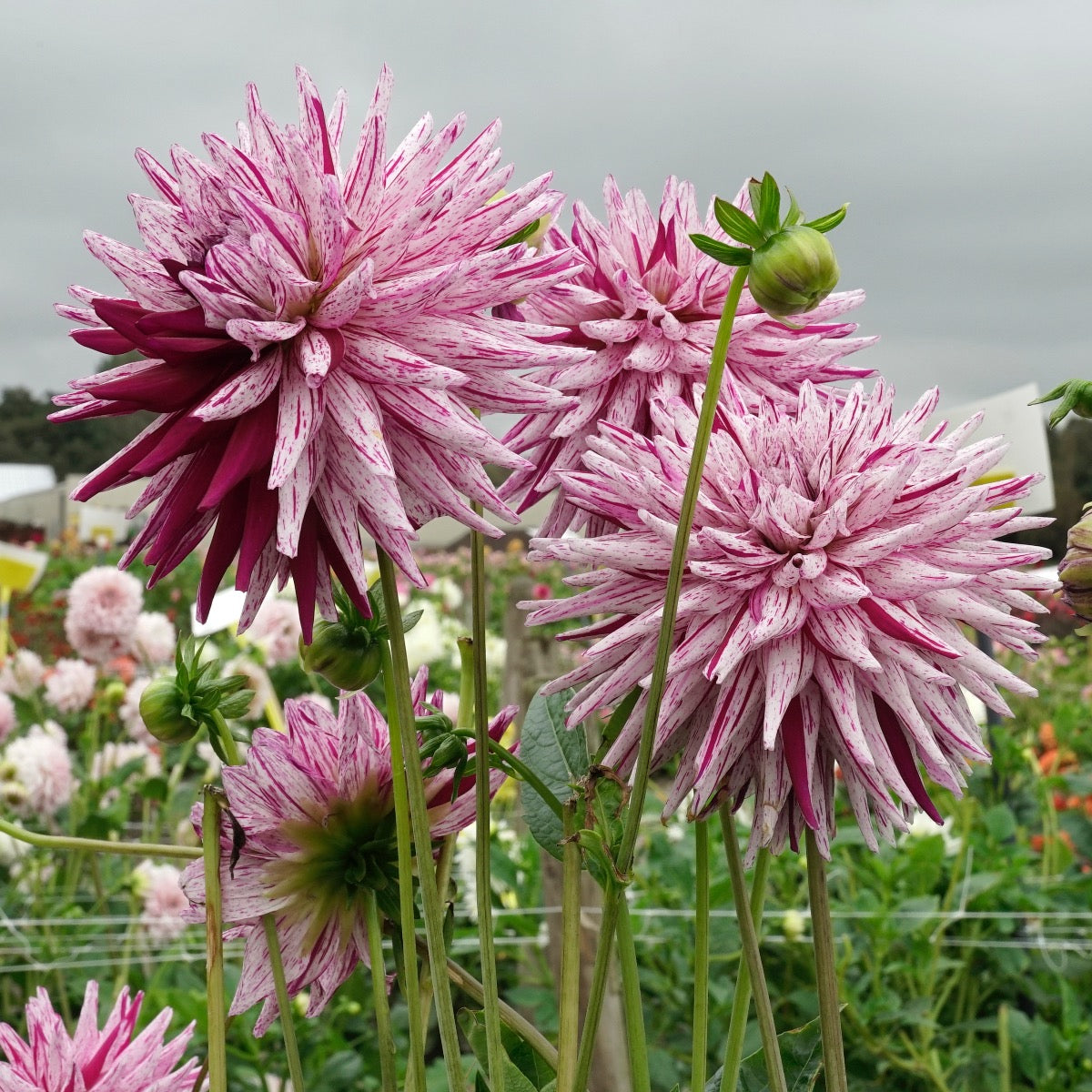 Dahlia Hy Trio