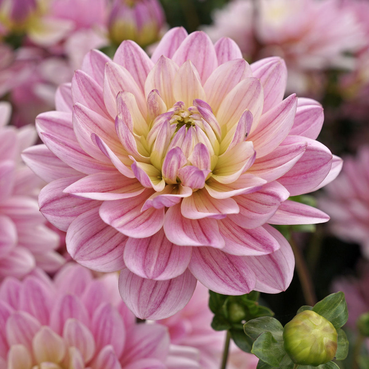 Dahlia Pink Magic