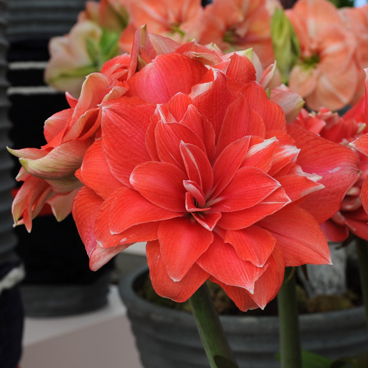 Amaryllis Double Dream - roze amaryllis - Fluwel
