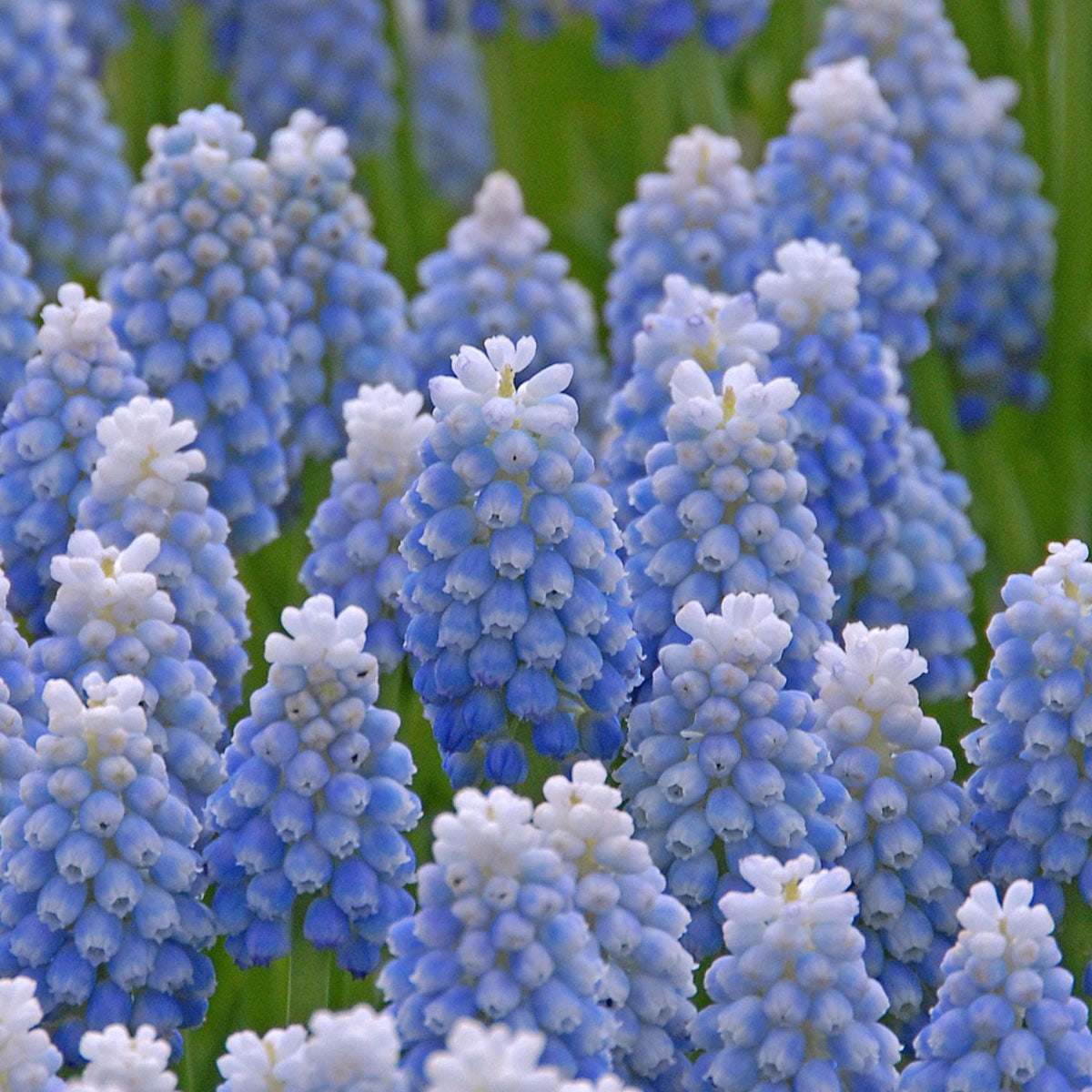 Muscari Ocean Magic