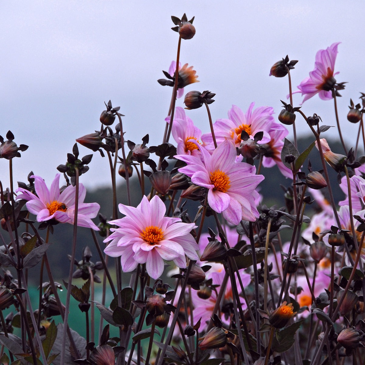 Dahlia Bishop of Leicester