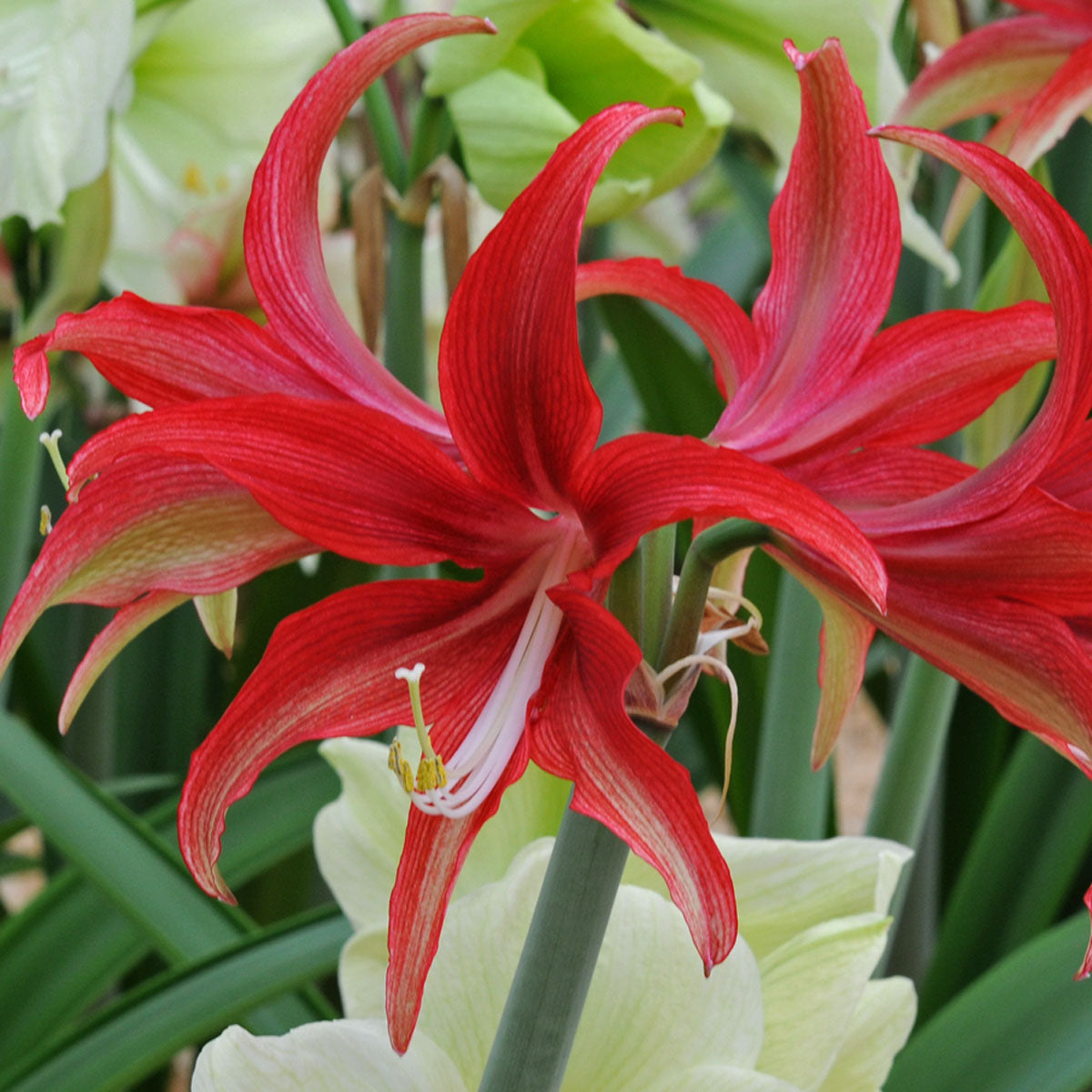 Amaryllis Quito